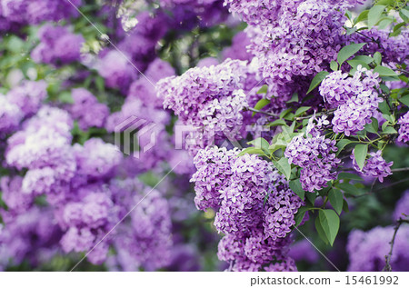 Spring lilac flowers 15461992