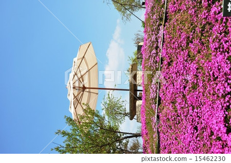 Spring grass cherry park 15462230