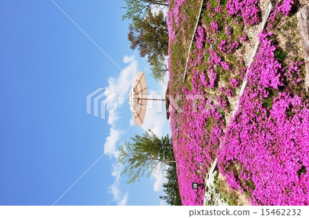 Spring grass cherry park Spring grass cherry park 15462232