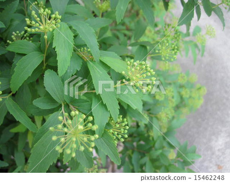 Kobatome bud 15462248