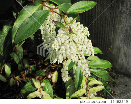 America Iwananten Bloom 15462249