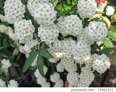 Kobato Full Bloom Kobato Full Bloom 15462251