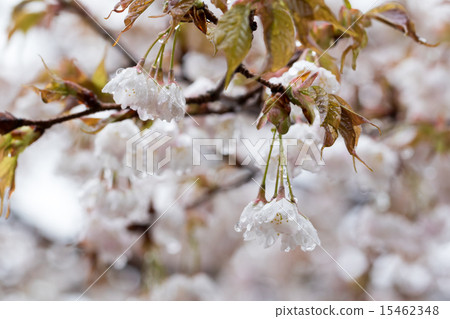 在下雨天的櫻花（Shiroi Yamazakura） 15462348