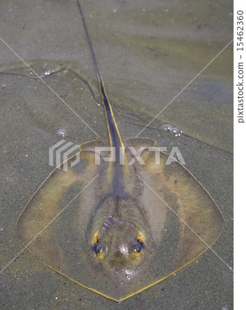 黃貂魚 15462360