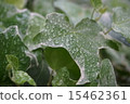 Ivy with rain rising 15462361