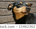 Miniature Pinscher 15462362