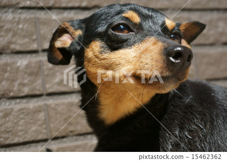 Miniature Pinscher Miniature Pinscher 15462362