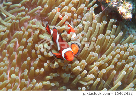 Clown anemonefish 15462452