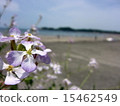Coastal beach Japanese radish radish 15462549