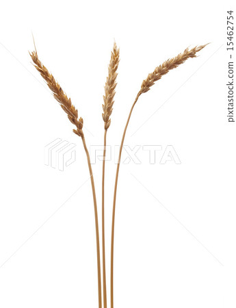 Wheat ears 15462754