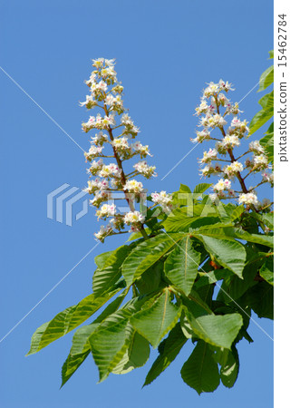 Horse-chestnut blossom 15462784