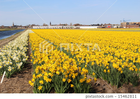 花地毯庫肯霍夫荷蘭 15462811