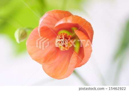 Abtilon Abtilon 15462922