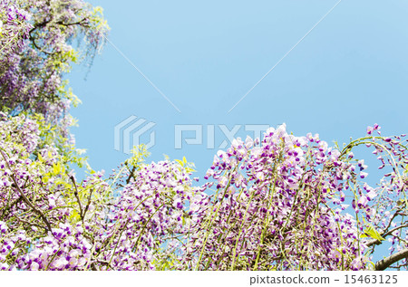 Wister and blue sky 15463125