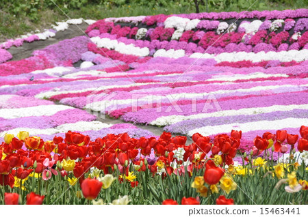 Shibaura and tulip 15463441