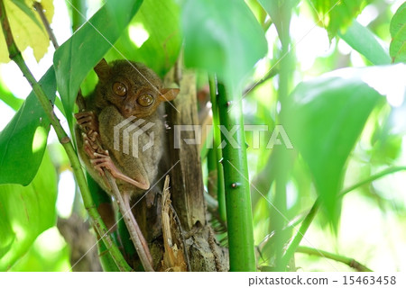 塔剎 塔剎 15463458