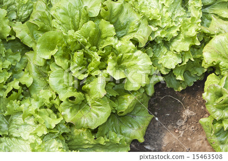 Lettuces on the soil Lettuces on the soil 15463508