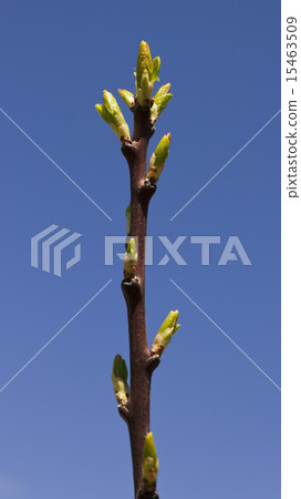 Spring twig buds 15463509