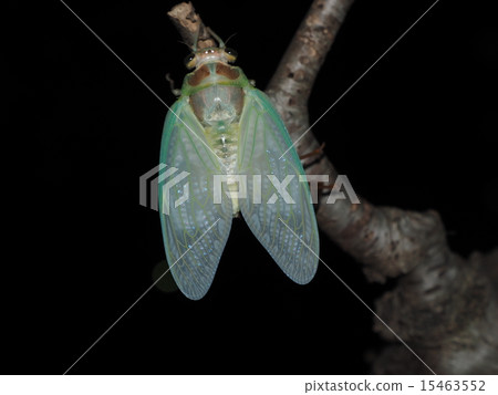 Full-fledged summer arrival and semi emergence 15463552