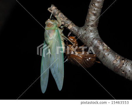 Full-fledged summer arrival and semi emergence 15463553