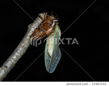 Full-fledged summer arrival and semi emergence Full-fledged summer arrival and semi emergence 15463555