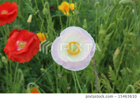 春天的花朵 15463610