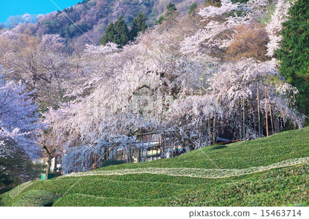 Kasumiga河上的櫻花 Kasumiga河上的櫻花 15463714