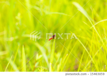 Nannophya矮 Nannophya矮 15463859