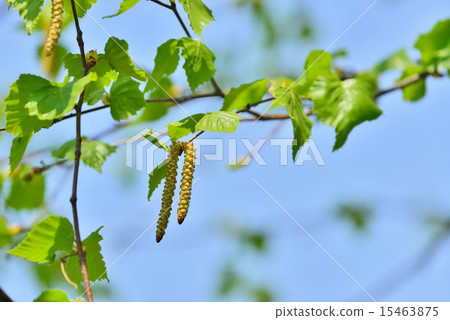 Birch Birch 15463875