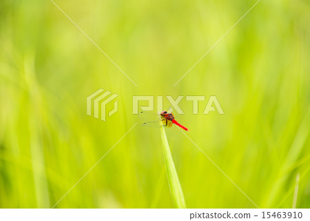 Nannophya矮 15463910