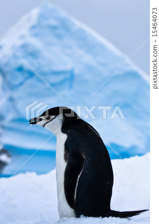black and white penguin black and white penguin 15464073