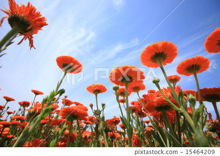 戰鬥精神 15464209