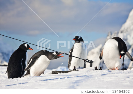 penguins on a rock penguins on a rock 15464302