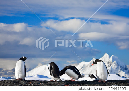 penguins dreaming 15464305