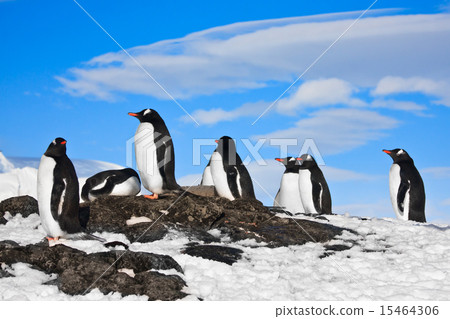 penguins dreaming 15464306