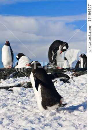 penguins on a rock 15464307