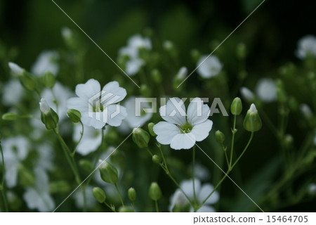 春天的花朵 15464705