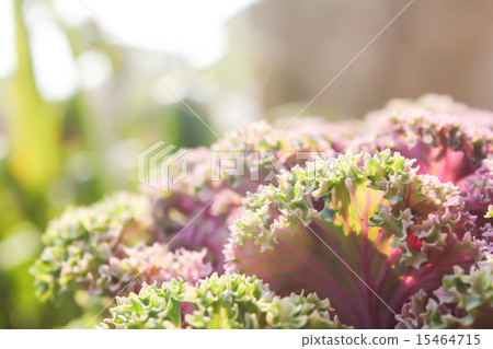 green leaves, nursery 15464715