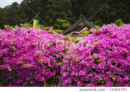 當Funatsuji寺開花 當Funatsuji寺開花 15464745