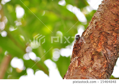 Cicada Cicada 15464848