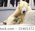 Polar bear parent and child Polar bear parent and child 15465372
