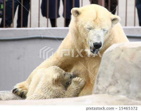 Polar bear parent and child Polar bear parent and child 15465372