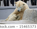 Polar bear parent and child Polar bear parent and child 15465373