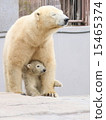 Polar bear parent and child Polar bear parent and child 15465374