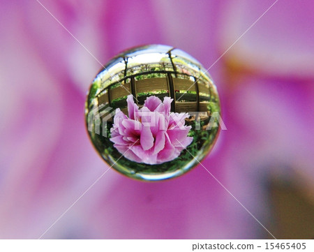 Peony flower Peony flower 15465405