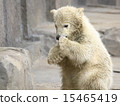 Polar Bear Baby Polar Bear Baby 15465419