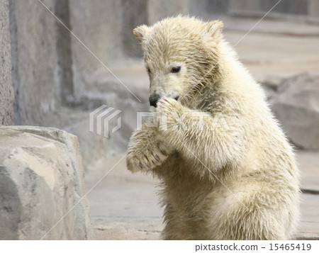 Polar Bear Baby Polar Bear Baby 15465419
