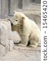 Polar Bear Baby Polar Bear Baby 15465420