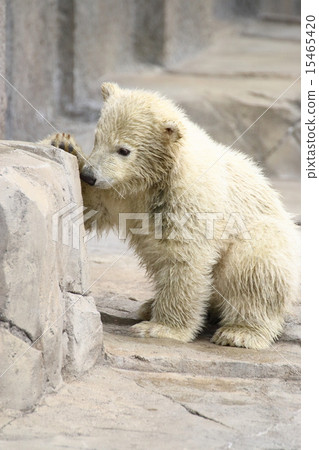 北極熊寶寶 北極熊寶寶 15465420