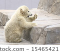 Polar Bear Baby Polar Bear Baby 15465421